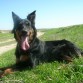 LAYKA es una mestiza de pastor alemán con robbailer de 5 años y medio,la adoptamos en el centro de protección animal de la C.de Madrid con 2 meses y medio, desde entonces nuestra familia está más completa.